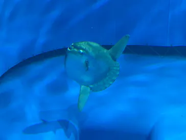 アクアワールド茨城県大洗水族館に投稿された画像（2026/6/17）