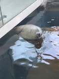 しながわ水族館に投稿された画像（2026/6/17）