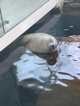しながわ水族館に投稿された画像（2026/6/17）