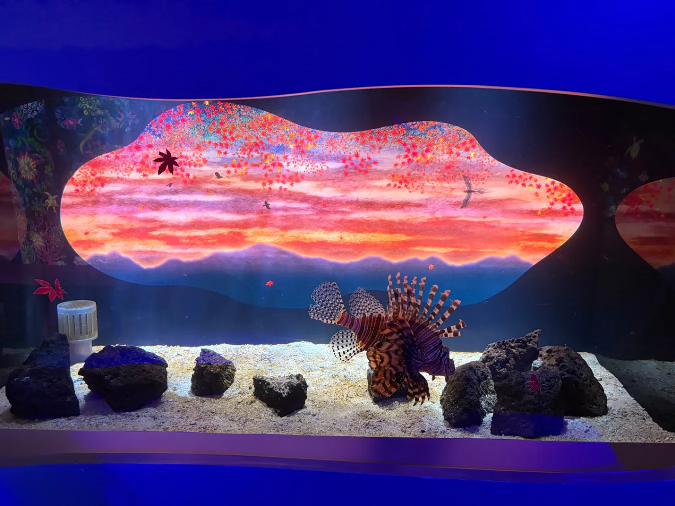広島もとまち水族館／投稿された写真一覧｜アソビュー！