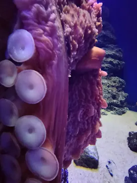 新江ノ島水族館に投稿された画像（2026/6/17）