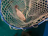 釣って見つけるぼうけんの国　豊橋店に投稿された画像（2026/6/17）