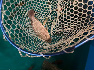 釣って見つけるぼうけんの国　豊橋店に投稿された画像（2026/6/17）