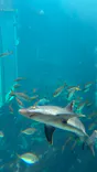 下田海中水族館に投稿された画像（2026/6/18）