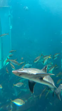 下田海中水族館に投稿された画像（2026/6/18）