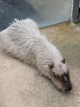 栃木県なかがわ水遊園に投稿された画像（2026/6/18）