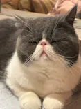 猫カフェモカ 梅田店に投稿された画像（2026/6/18）