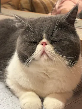 猫カフェモカ 梅田店に投稿された画像（2026/6/18）