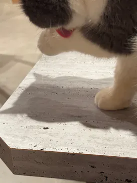 猫カフェモカ 梅田店に投稿された画像（2026/6/18）