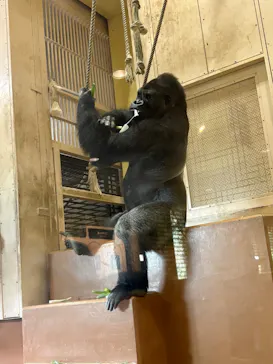 名古屋市東山動植物園に投稿された画像（2026/6/18）