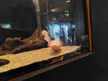 しながわ水族館に投稿された画像（2026/6/18）