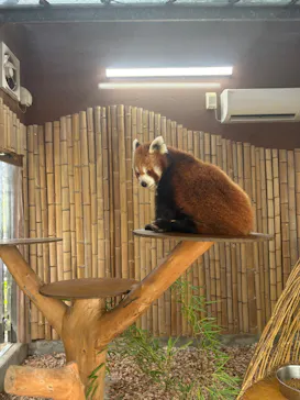 熱川バナナワニ園に投稿された画像（2026/6/18）