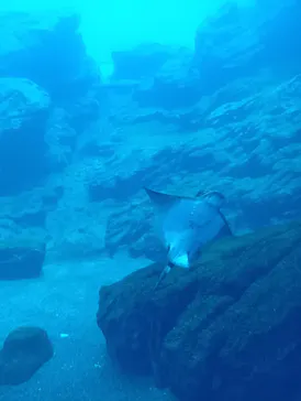 仙台うみの杜水族館に投稿された画像（2026/6/18）