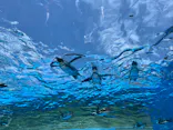 サンシャイン水族館に投稿された画像（2026/6/18）