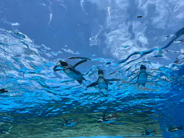 サンシャイン水族館に投稿された画像（2026/6/18）