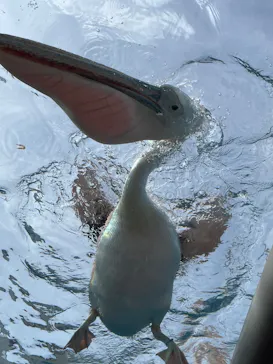 サンシャイン水族館に投稿された画像（2026/6/18）