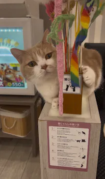 猫カフェモカ　アルシェ大宮店に投稿された画像（2026/6/18）