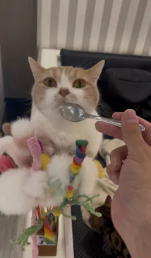 猫カフェモカ　アルシェ大宮店に投稿された画像（2026/6/18）