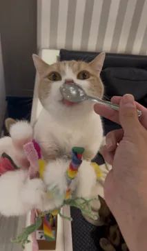 猫カフェモカ　アルシェ大宮店に投稿された画像（2026/6/18）