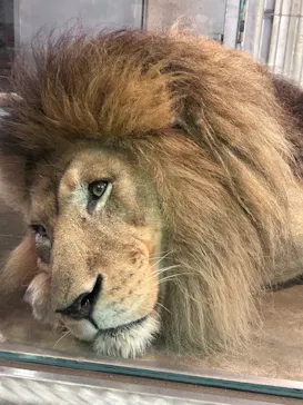 天王寺動物園に投稿された画像（2026/6/18）
