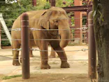 恩賜上野動物園に投稿された画像（2026/6/19）