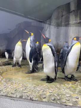 仙台うみの杜水族館に投稿された画像（2026/6/18）