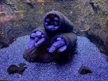 仙台うみの杜水族館に投稿された画像（2026/6/18）