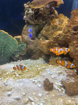 箱根園水族館に投稿された画像（2026/6/18）
