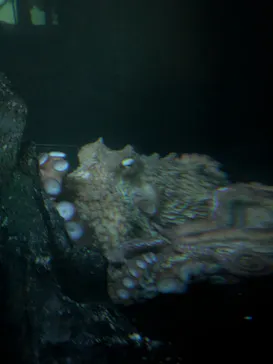 サンシャイン水族館に投稿された画像（2026/6/19）