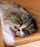 Cat Café MOFF グランベリーパーク店に投稿された画像（2026/6/19）