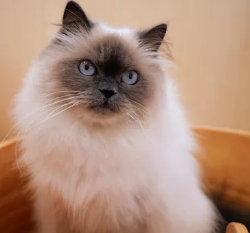 Cat Café MOFF グランベリーパーク店に投稿された画像（2026/6/19）