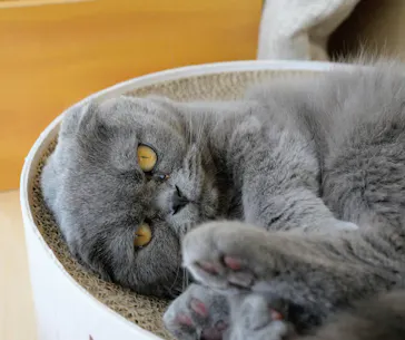 Cat Café MOFF グランベリーパーク店に投稿された画像（2026/6/19）