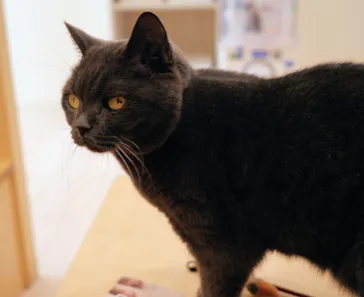 Cat Café MOFF グランベリーパーク店に投稿された画像（2026/6/19）