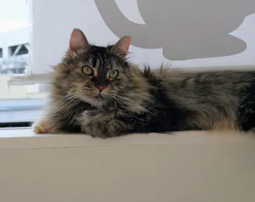 Cat Café MOFF グランベリーパーク店に投稿された画像（2026/6/19）