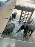 天王寺動物園に投稿された画像（2026/6/19）
