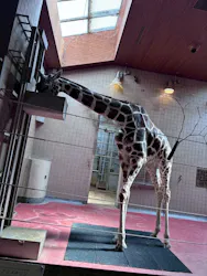 天王寺動物園に投稿された画像（2026/6/19）