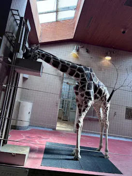 天王寺動物園に投稿された画像（2026/6/19）