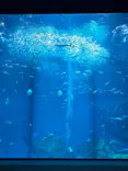 アクアワールド茨城県大洗水族館に投稿された画像（2026/6/19）