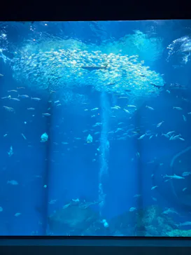 アクアワールド茨城県大洗水族館に投稿された画像（2026/6/19）
