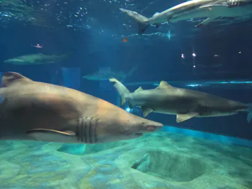 アクアワールド茨城県大洗水族館に投稿された画像（2026/6/19）