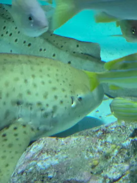 アクアワールド茨城県大洗水族館に投稿された画像（2026/6/19）