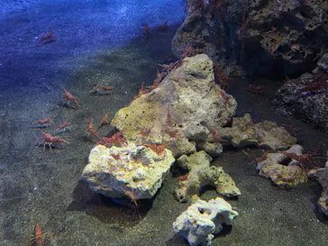 アクアワールド茨城県大洗水族館に投稿された画像（2026/6/19）