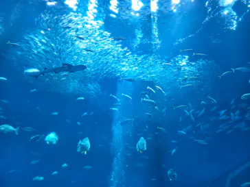 アクアワールド茨城県大洗水族館に投稿された画像（2026/6/19）