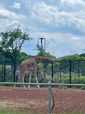 こども動物自然公園（埼玉県公園緑地協会）に投稿された画像（2026/6/19）