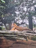 恩賜上野動物園に投稿された画像（2026/6/19）