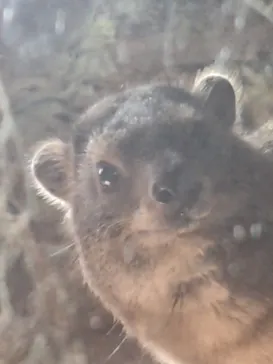 恩賜上野動物園に投稿された画像（2026/6/19）