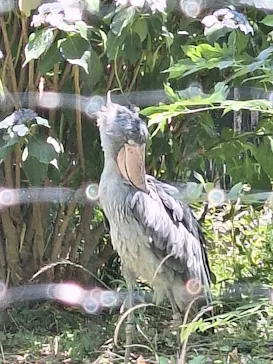 恩賜上野動物園に投稿された画像（2026/6/19）