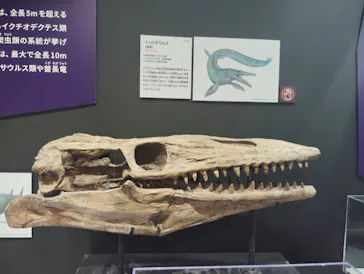 大絶滅展ー生命史のビッグファイブ（名古屋会場）に投稿された画像（2026/6/19）