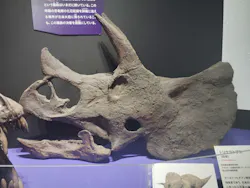 大絶滅展ー生命史のビッグファイブ（名古屋会場）に投稿された画像（2026/6/19）