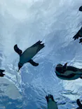サンシャイン水族館に投稿された画像（2026/6/19）